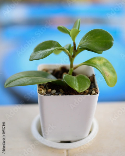 Obraz plant in a pot