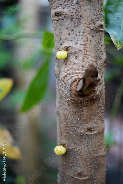 Obraz Gooseberry tree