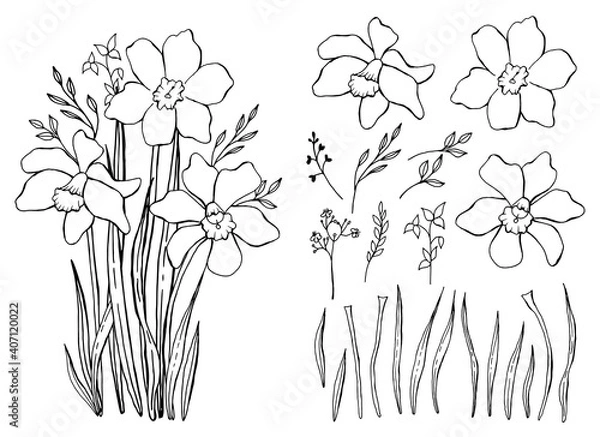 Fototapeta Spring wildflowers. A bouquet of snowdrops. Botanical elements set. Hand drawing. Line  art.