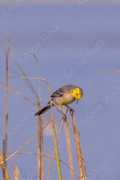 Obraz Yellow Wagtail Looking downwards