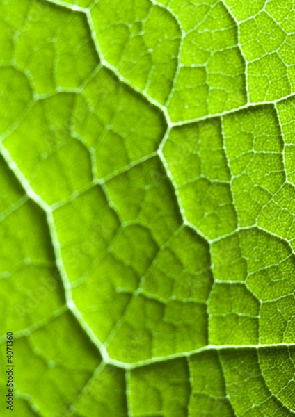 Fototapeta Natural beauty