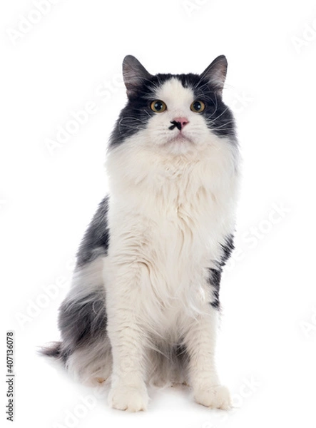 Fototapeta Kurilian Bobtail in studio