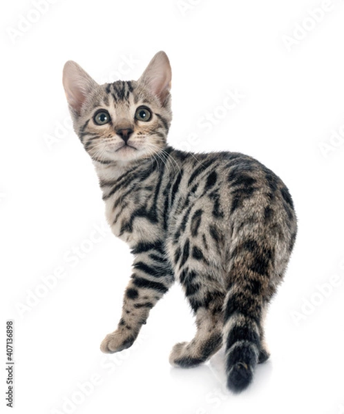 Fototapeta bengal kitten in studio