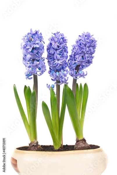Obraz Blue hyacinthes