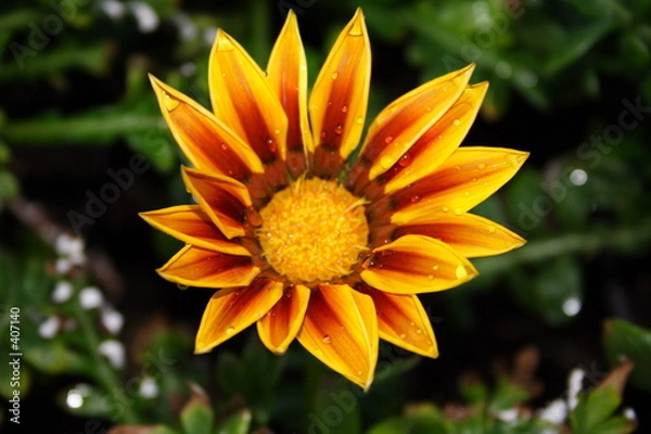 Obraz gazania