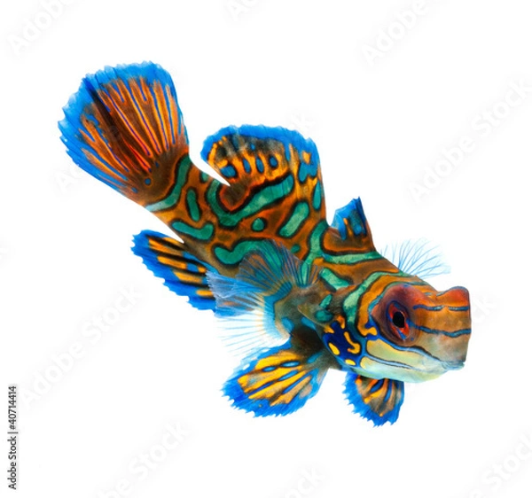 Fototapeta Mandarynka smoka na białym tle