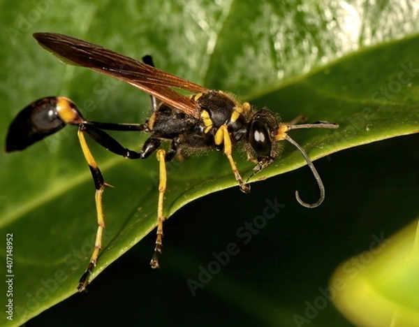 Fototapeta A macro photograph of a Black and yellow mud dauber standing on a green leaf.