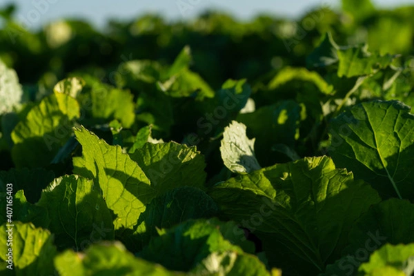 Fototapeta Summer crop for cattle
