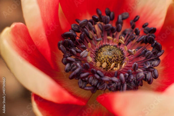 Fototapeta Anemone in red