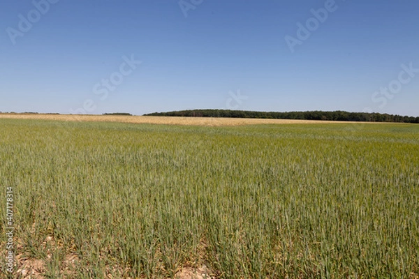 Obraz Champs blé orge