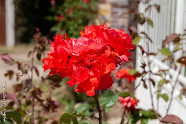 Obraz Rose rouge dans jardin