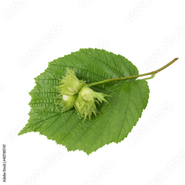 Obraz Hazelnut branch with leaf isolated on white background