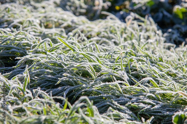 Obraz Herbe gelées matinales ensoleillé