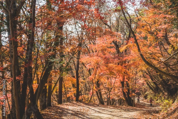 Obraz 山道に咲く綺麗な紅葉の木々
