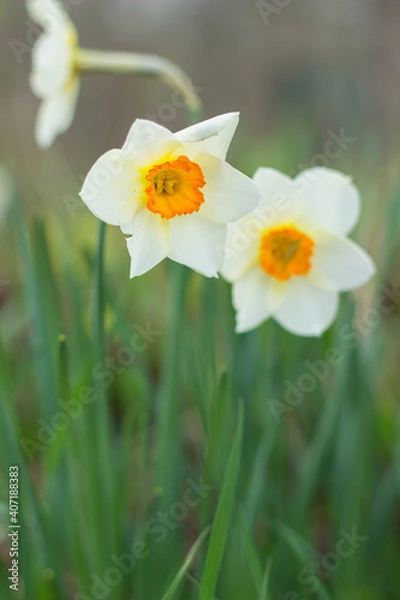 Fototapeta yellow daffodil flower blooms in spring in the garden