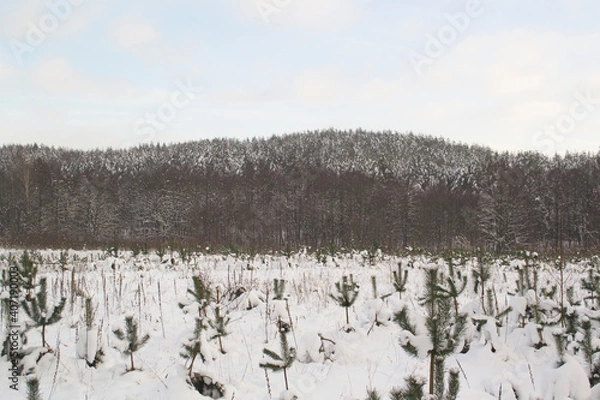 Obraz Winter Snowy Forest