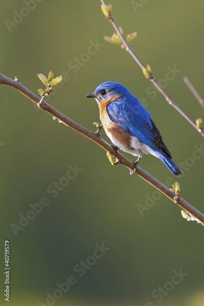 Obraz Male Eastern Bluebird