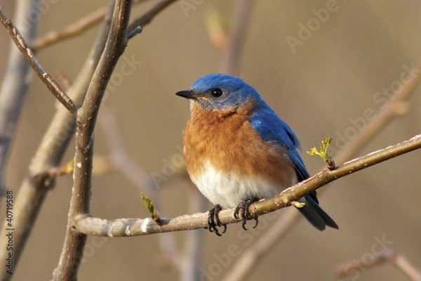 Obraz Eastern Bluebird Male