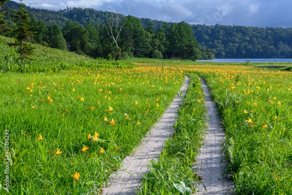 Obraz ニッコウキスゲの咲く大江湿原