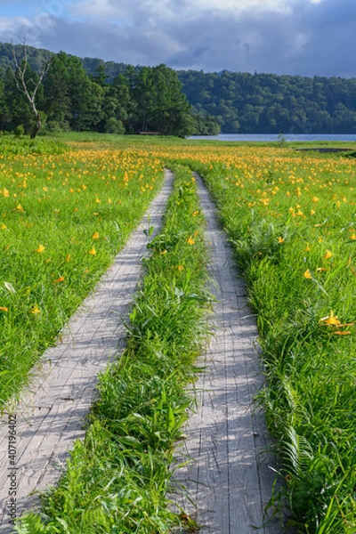 Obraz ニッコウキスゲの咲く大江湿原