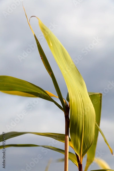 Fototapeta Sommet bambou