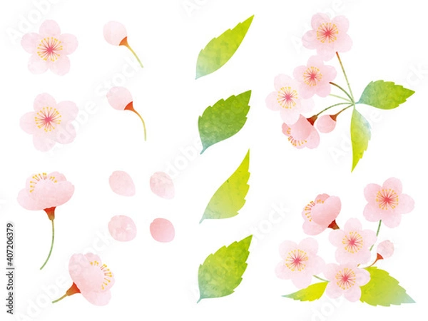 Obraz 水彩風 いろんな桜と葉桜の素材イラスト