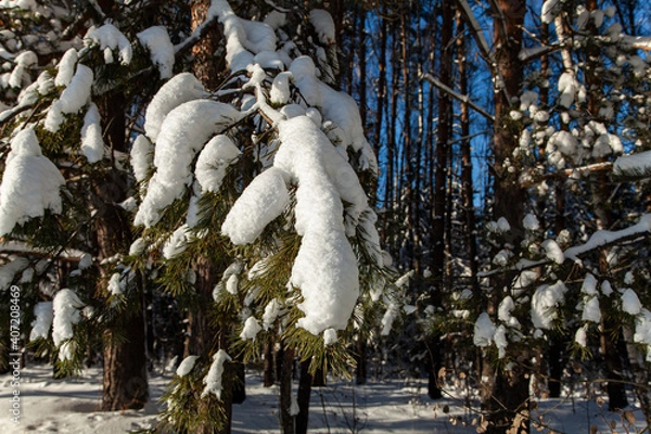 Fototapeta snow-covered spruce branch in the forest