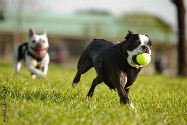 Fototapeta Two French Bulldog playing fetch in a park
