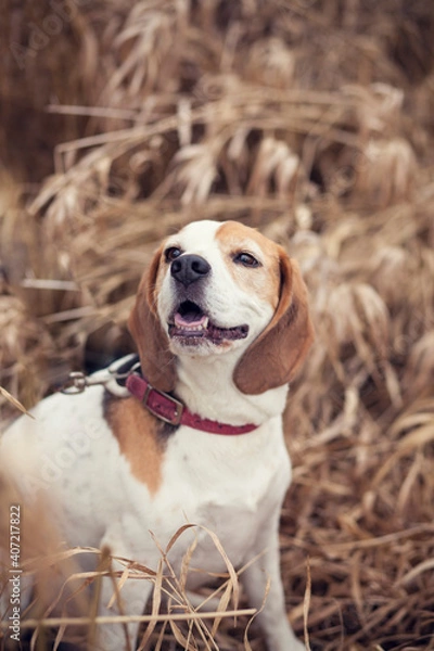 Fototapeta Potrait of an old beagle sitting in the nature and smile. Dog on a walk. Hunting dog with dry grass