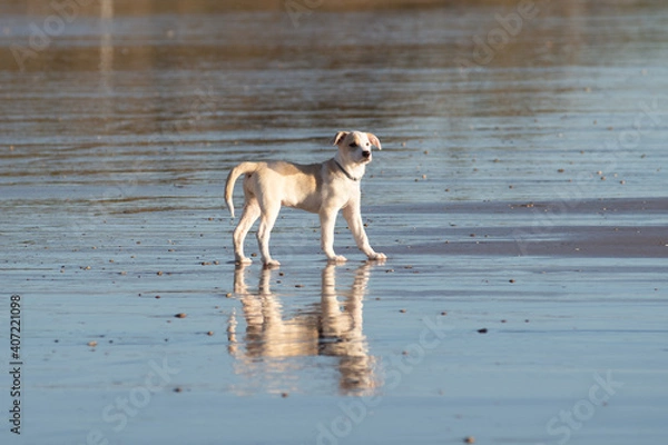 Obraz Young happy female puppy standing in the water on the beach in Cadiz