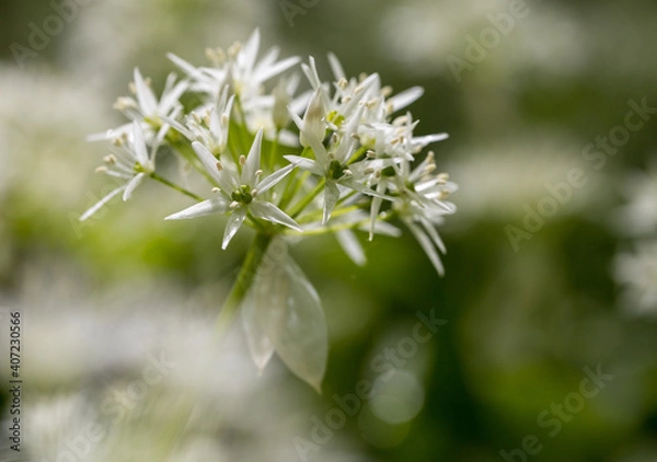 Obraz Bärlauchblüte 
