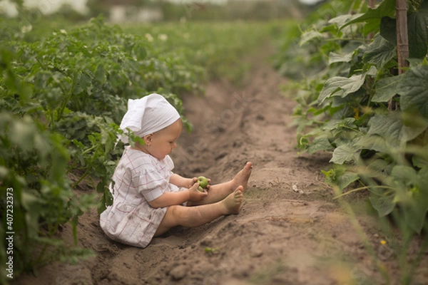 Fototapeta Child in a field where cucumbers grow.  Fresh vegetables  from the garden. Plantation of planted potatoes. The key to healthy, high - quality seedlings is a nutritious soil with organic fertilizers.