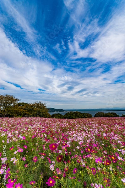 Obraz 能古島のコスモス園
