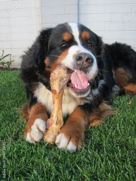 Obraz Bernese Mountain Dog Chewing Bone