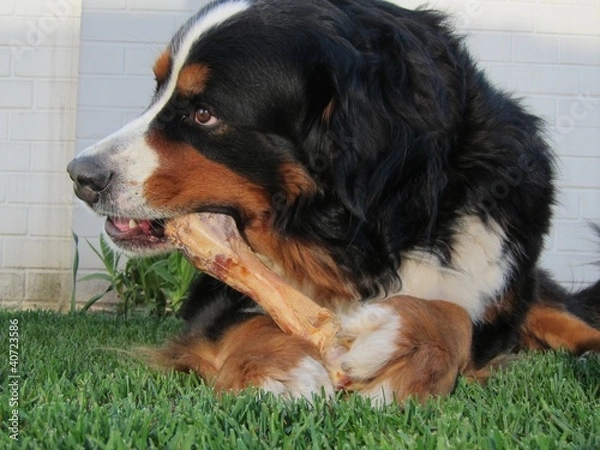 Obraz Bernese Mountain Dog Chewing Bone