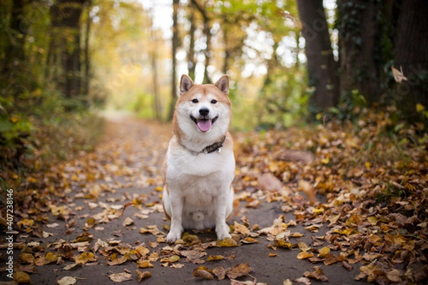 Fototapeta Red Shiba Inu sitting and standing  in the Forest in autumn time with golden leaves