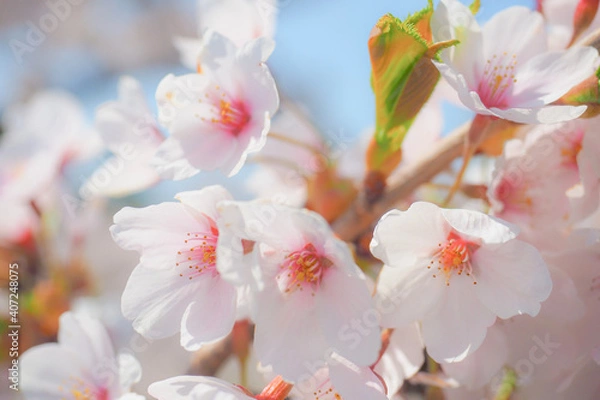 Obraz 【函館】五稜郭公園 満開の桜