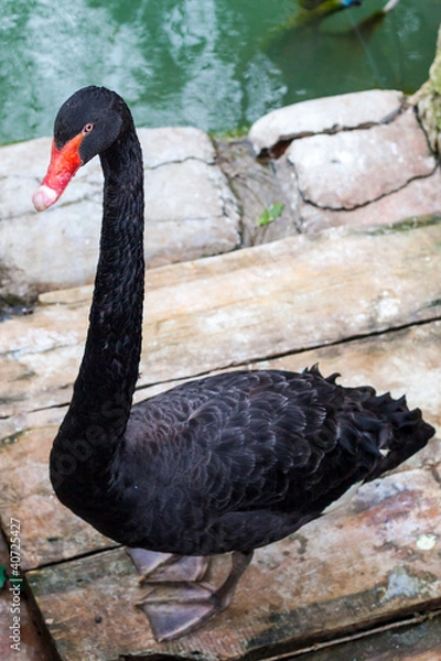 Fototapeta Black Swan
