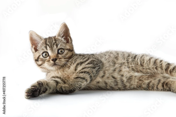 Obraz Small tabby (European Shorthair) kitten isolated on white background.