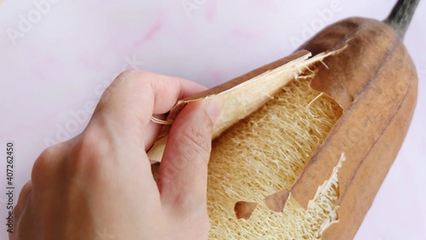 Obraz A hand peeling off the dry skin of the luffa plant, revealing the fibrous interior inside.