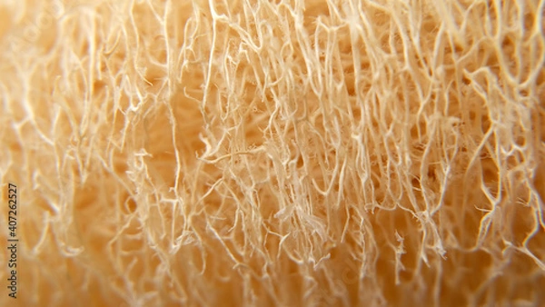 Obraz Closeup of the dry fibrous interior of the loofah or luffa fruit.
