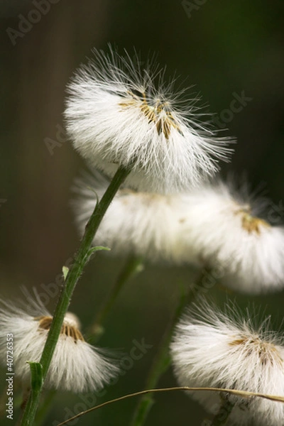 Fototapeta dandelion in sunlight