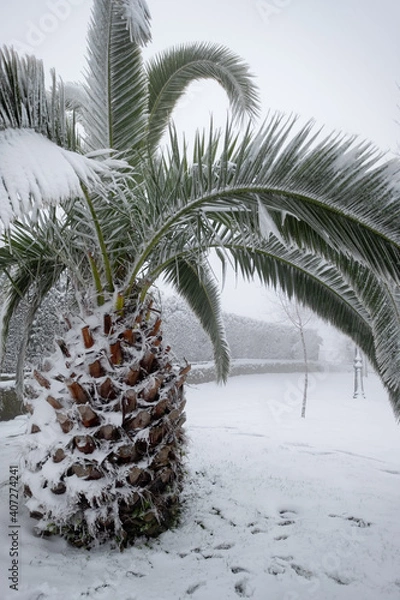 Fototapeta an unusual image of a large palm tree with large leaves buried under a thick layer of snow, concept climate change, spain, extremadura