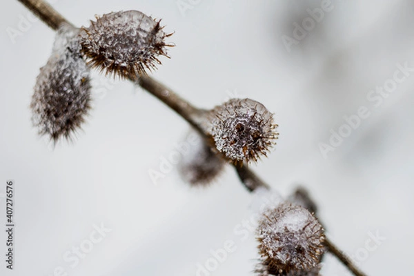 Obraz 
ice on a branch on a light background