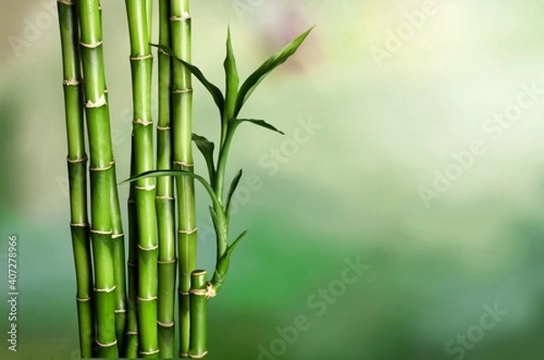 Fototapeta Many bamboo stalks on blurred background