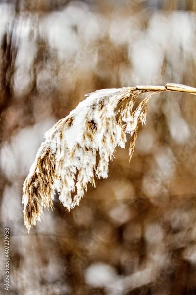 Obraz snow covered branches