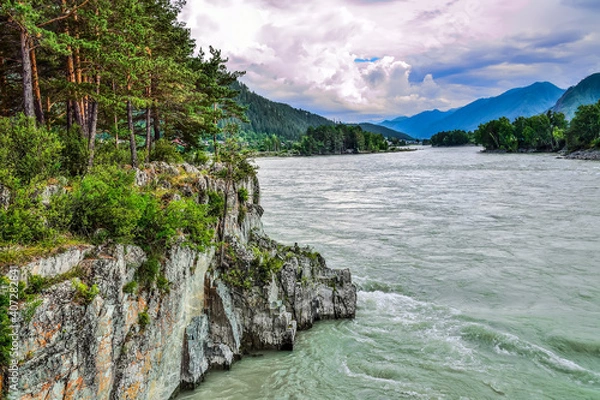 Fototapeta Amazing summer landscape on rocky bank of fast mountain river Katun, Altai mountains, Russia. Slopes of mountains with deep forest covered, pine trees on cliffs at foreground. Beauty and strength