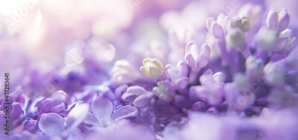 Obraz floral background with lilac and blur. Purple flowers with bokeh. Spring Banner