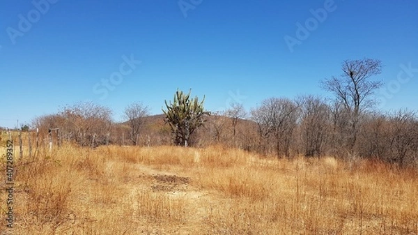 Fototapeta trees in the field