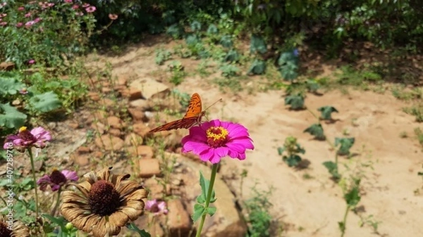 Fototapeta flowers in the garden